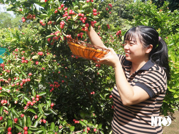 Trồng thứ cây cảnh này ở Ninh Thuận, vườn đã đẹp, ra trái chi chít từng chùm đỏ, ai đi qua cũng ngắm thỏa thuê