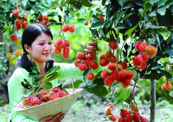 Top 5 vườn trái cây Ninh Thuận bạn không thể bỏ lỡ