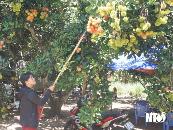 Lâm Sơn: Các nhà vườn linh hoạt tiêu thụ trái cây trong bối cảnh dịch COVID-19
