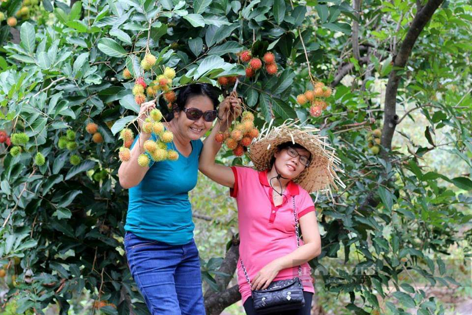 Ninh Thuận: Cảm giác “hái tận tay, ăn ngay tại chỗ" khiến du khách mê mẩn những vườn trái cây Lâm Sơn