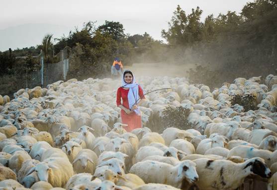 Experience the nomadic life in the poetic An Hoa sheep field