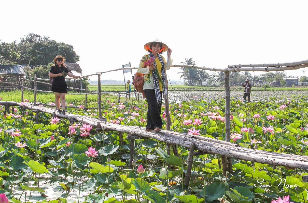 Cánh đồng sen Mỹ Nghiệp đang vào mùa nở rộ