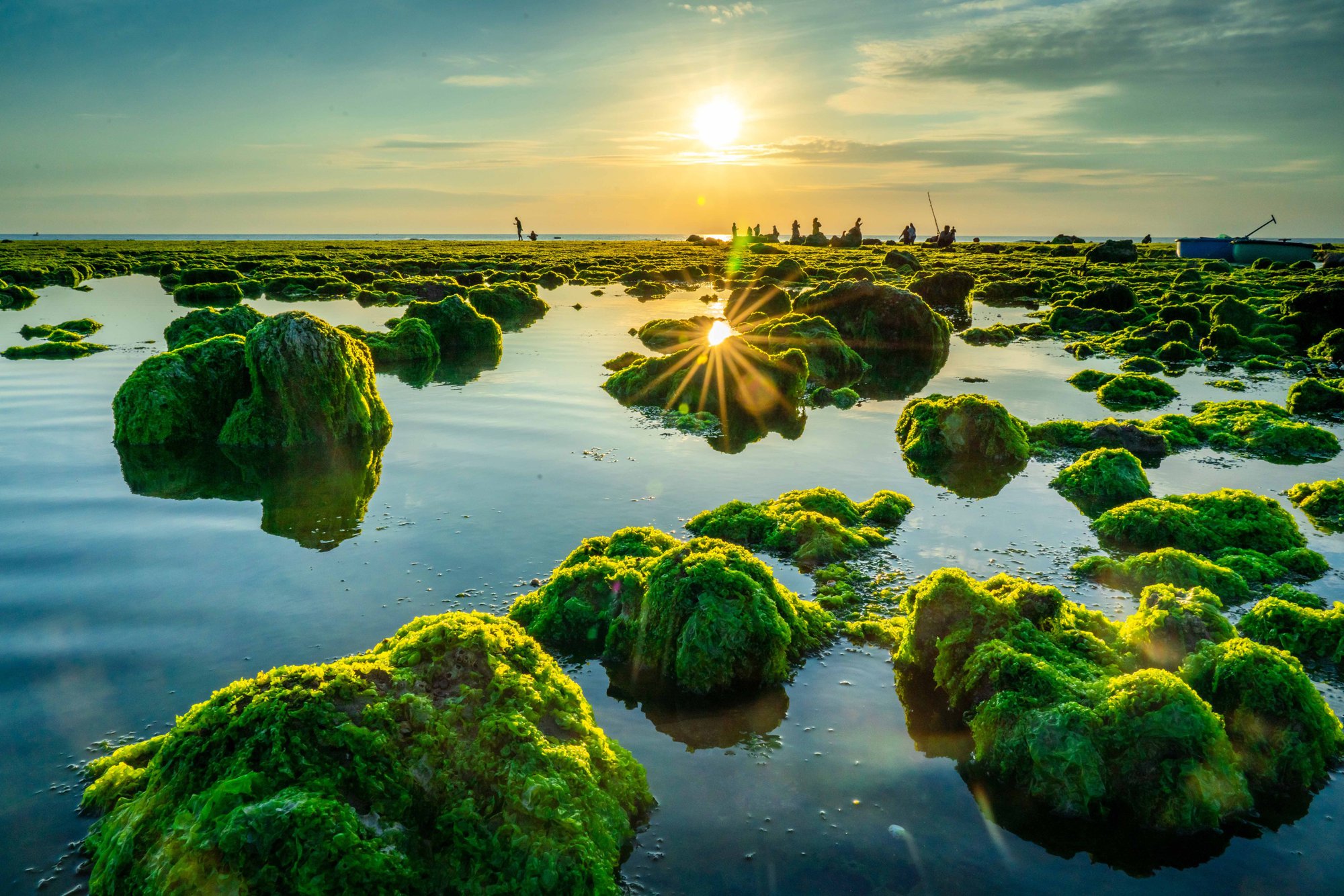 Mùa rêu nhuộm xanh bờ biển Ninh Thuận