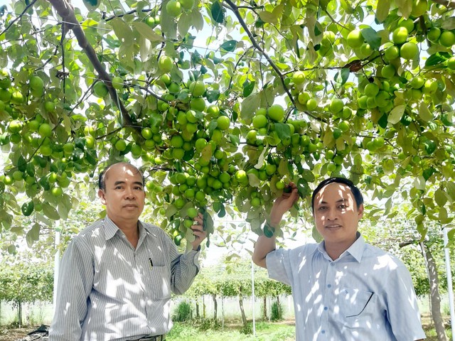 Giống táo bom chính thức được phép phát triển sản xuất tại Ninh Thuận