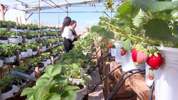 Nông nghiệp Ninh Thuận: Tinh hoa từ đất cằn