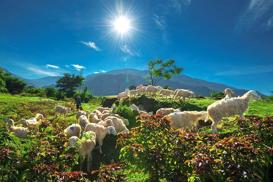 Đồng cừu An Hòa Ninh Thuận đẹp tựa thảo nguyên Mông Cổ