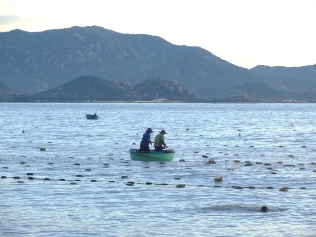 Ninh Thuận: Thực trạng đánh bắt tôm hùm giống tại khu vực biển Bình Sơn – Ninh Chữ