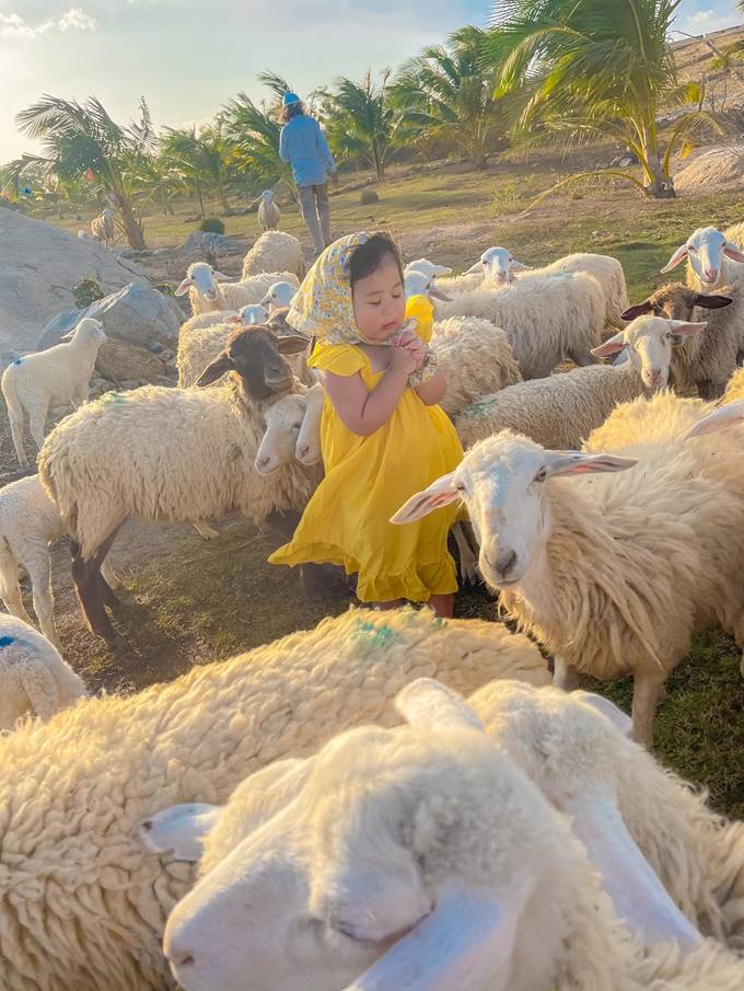 Đồi cừu Ninh Thuận - điểm đến cực 'chill' dành cho cả gia đình