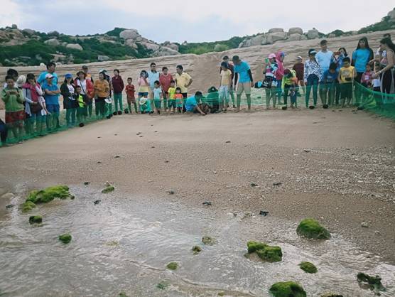 Ninh Thuan: The activity of releasing baby turtles to the sea