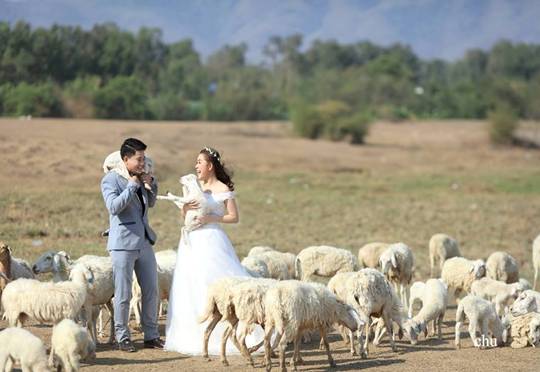 Ninh Thuan: The reasons for visiting An Hoa Sheep Farm when summer comes