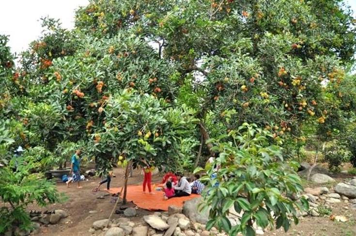 Ninh Thuận: Thác Sakai - Vườn trái cây Lâm Sơn những điểm đến thú vị trong mùa hè này