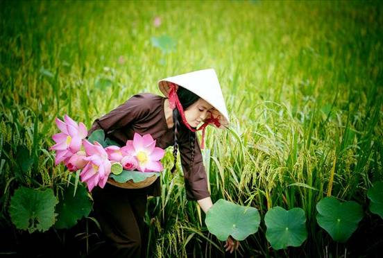 Ninh Thuan: Visiting My Nghiep to enjoy special Lotus tea of Cham ethnic villages